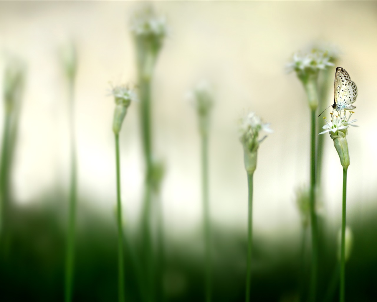 Large green leaves close-up flower wallpaper (1) #13 - 1280x1024