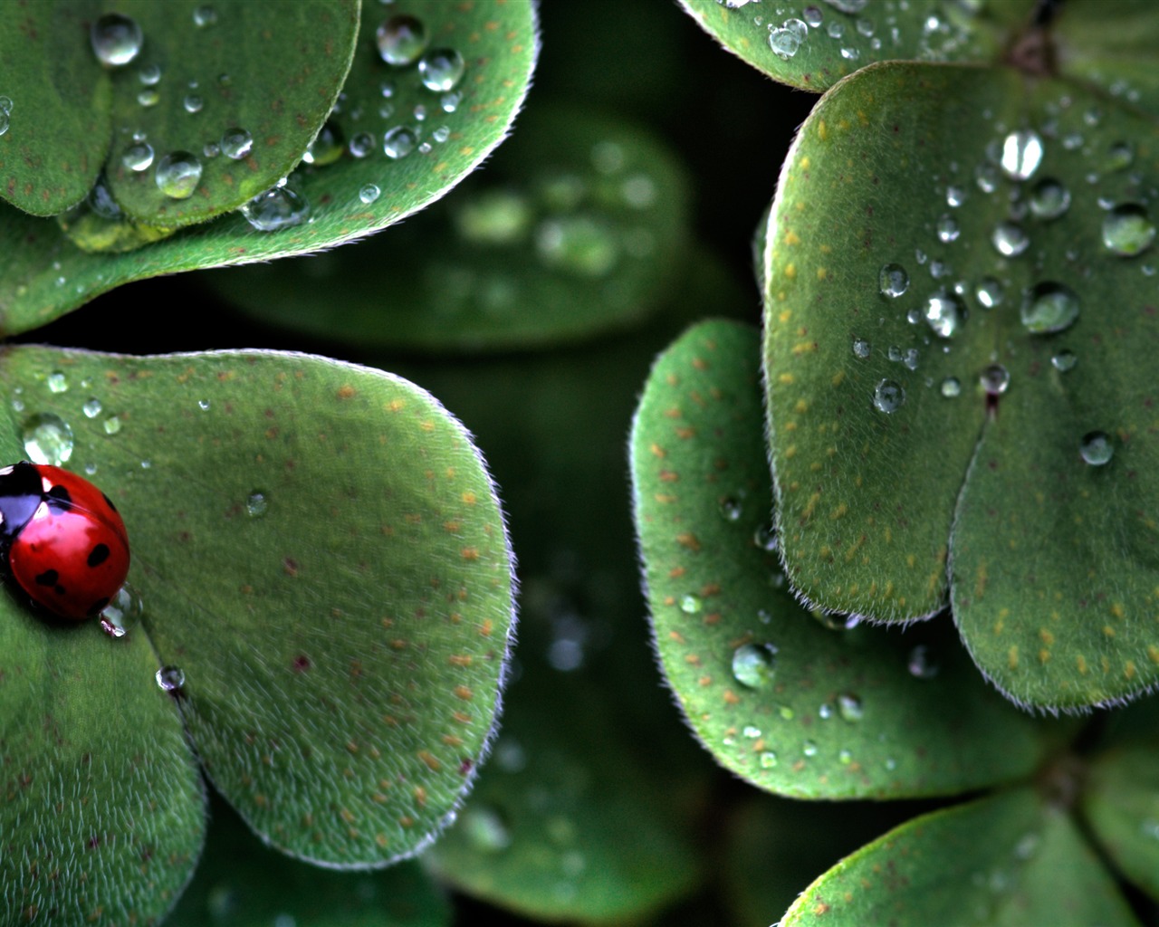 Large green leaves close-up flower wallpaper (1) #16 - 1280x1024