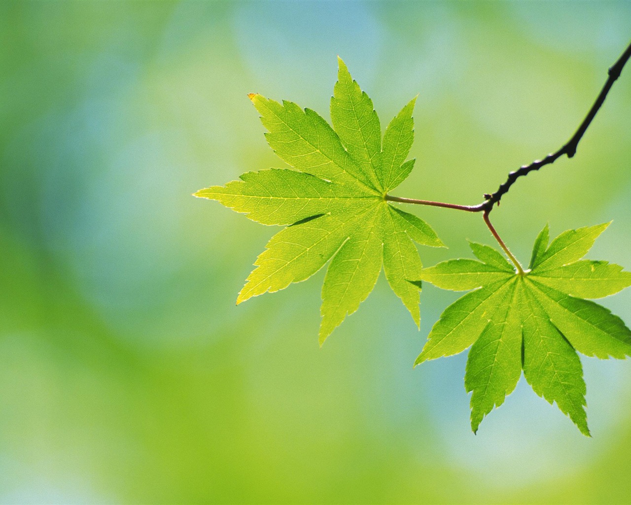 Large green leaves close-up flower wallpaper (1) #18 - 1280x1024