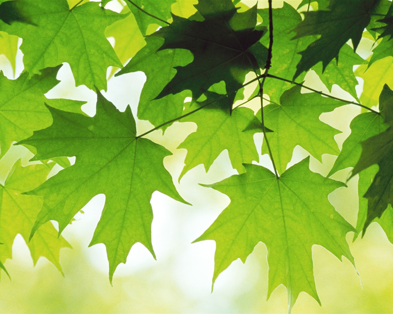 Large green leaves close-up flower wallpaper (2) #1 - 1280x1024