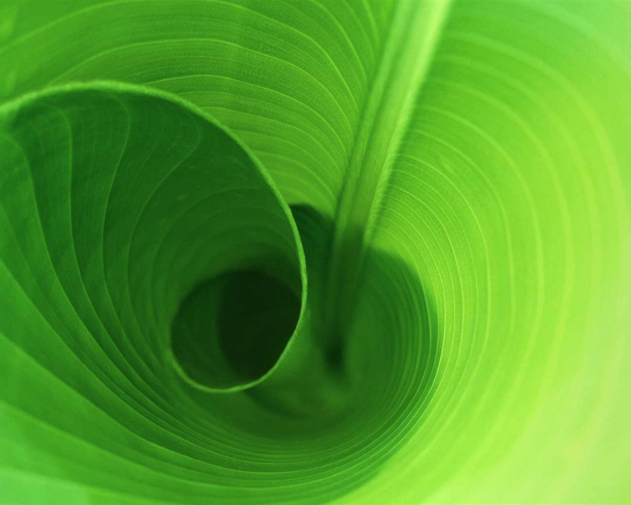 Large green leaves close-up flower wallpaper (2) #3 - 1280x1024