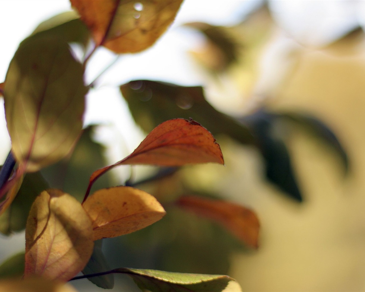 대형 녹색 근접 꽃 벽지 (2) 잎 #5 - 1280x1024