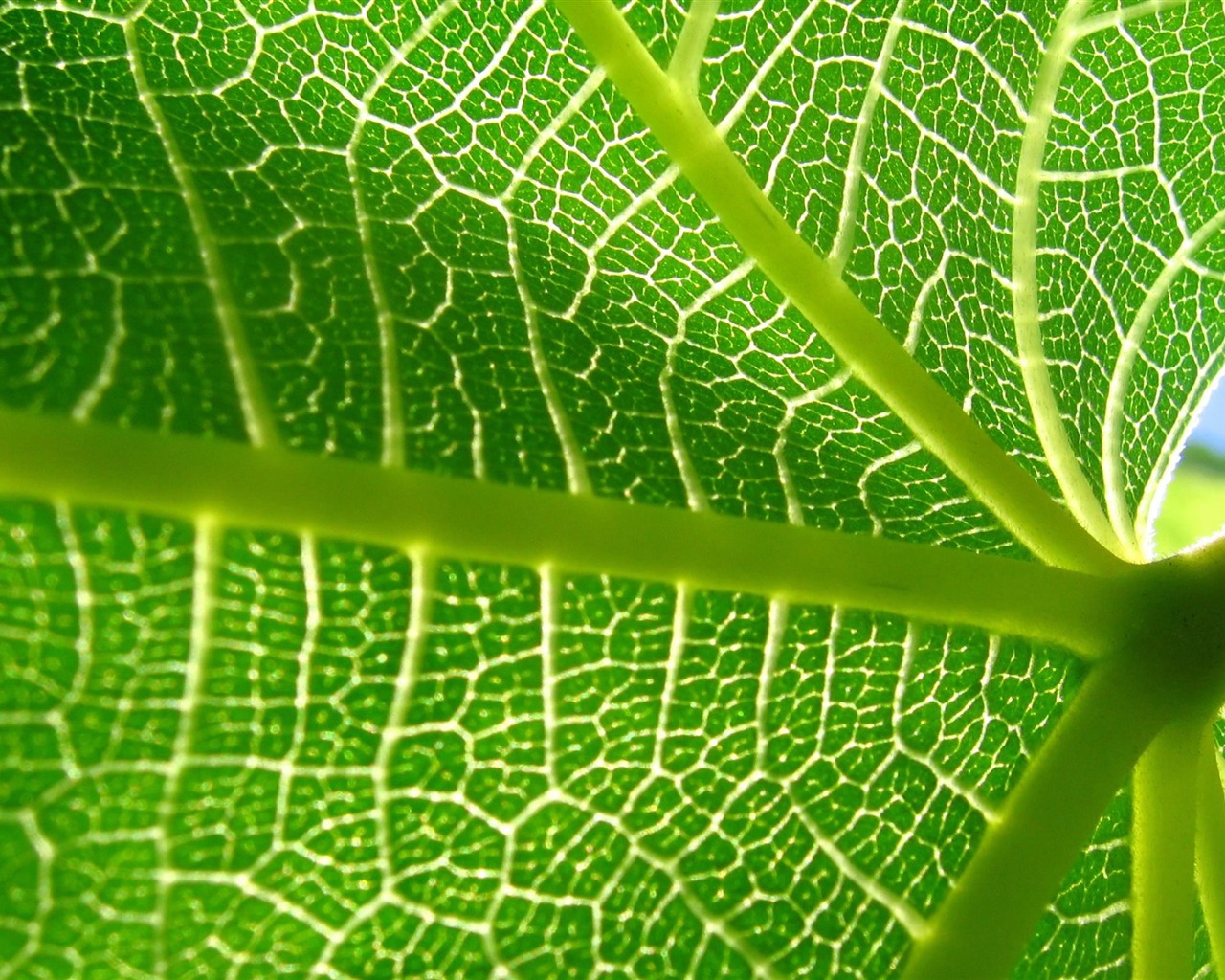 Large green leaves close-up flower wallpaper (2) #13 - 1280x1024