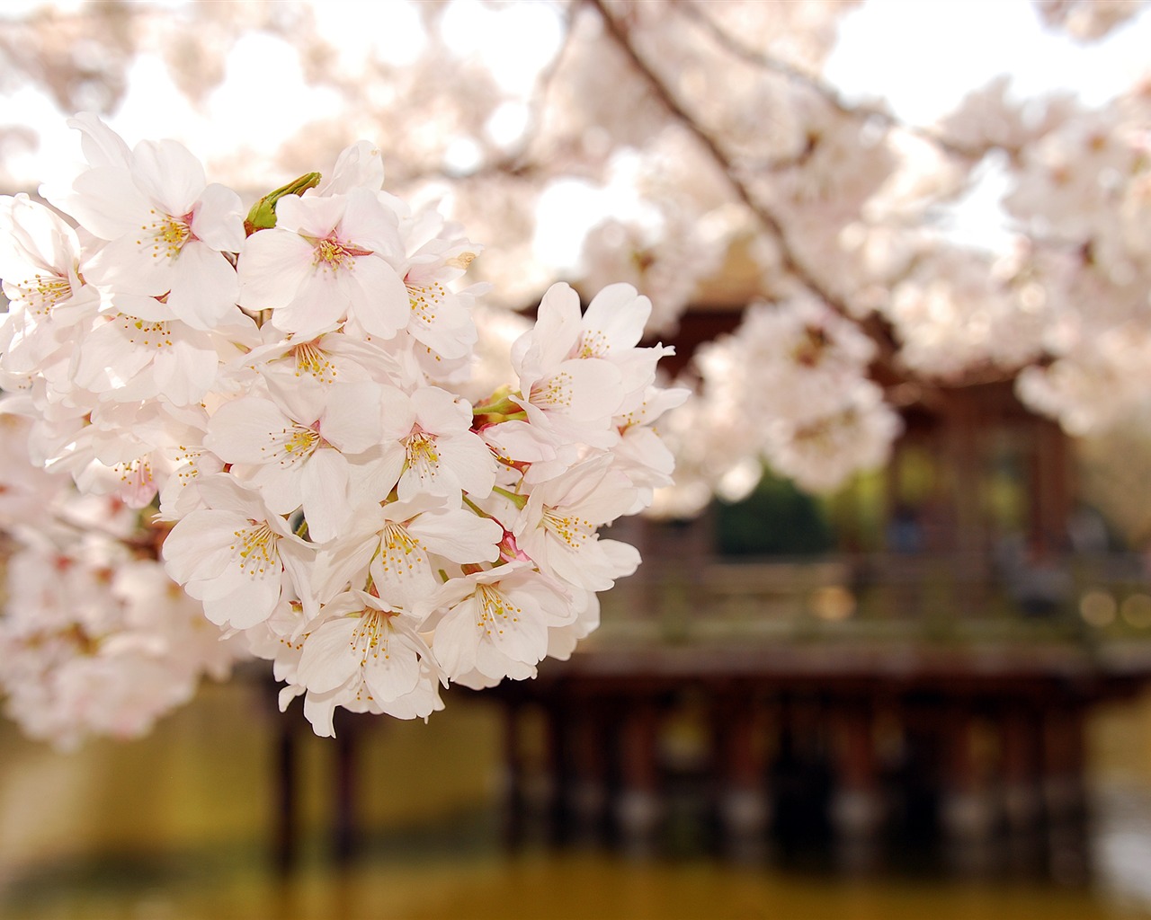 超大鲜花绿叶特写 壁纸(二)16 - 1280x1024