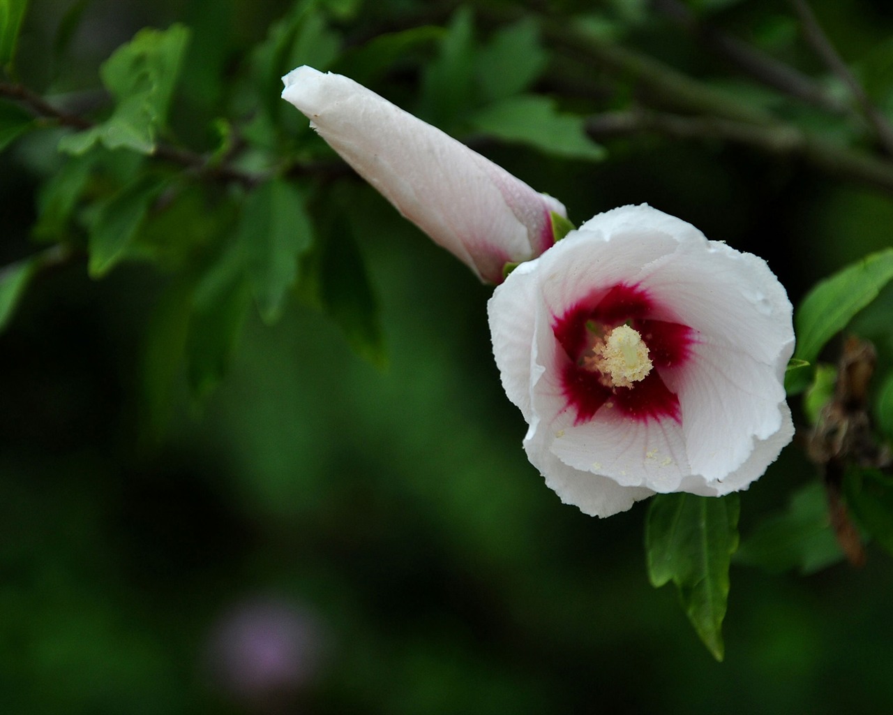 Panenství Jade Althea (vlk týmové práce) #5 - 1280x1024