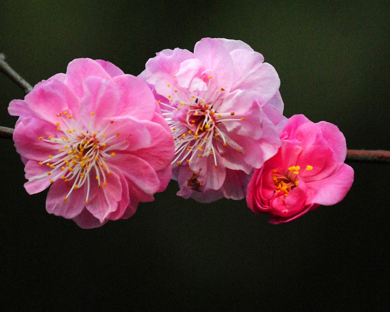 Švestka (Pink 526 záznamů) #1 - 1280x1024
