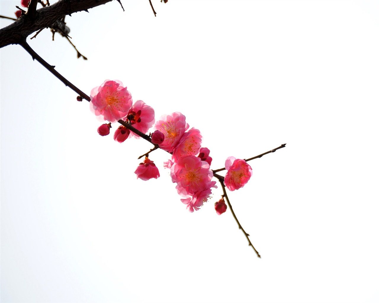Švestka (Pink 526 záznamů) #3 - 1280x1024