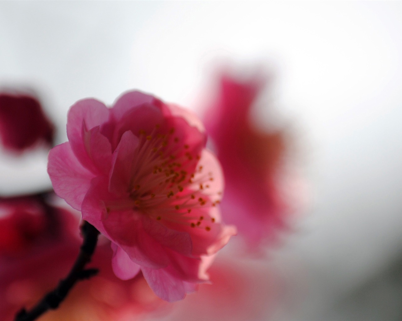 Švestka (Pink 526 záznamů) #10 - 1280x1024