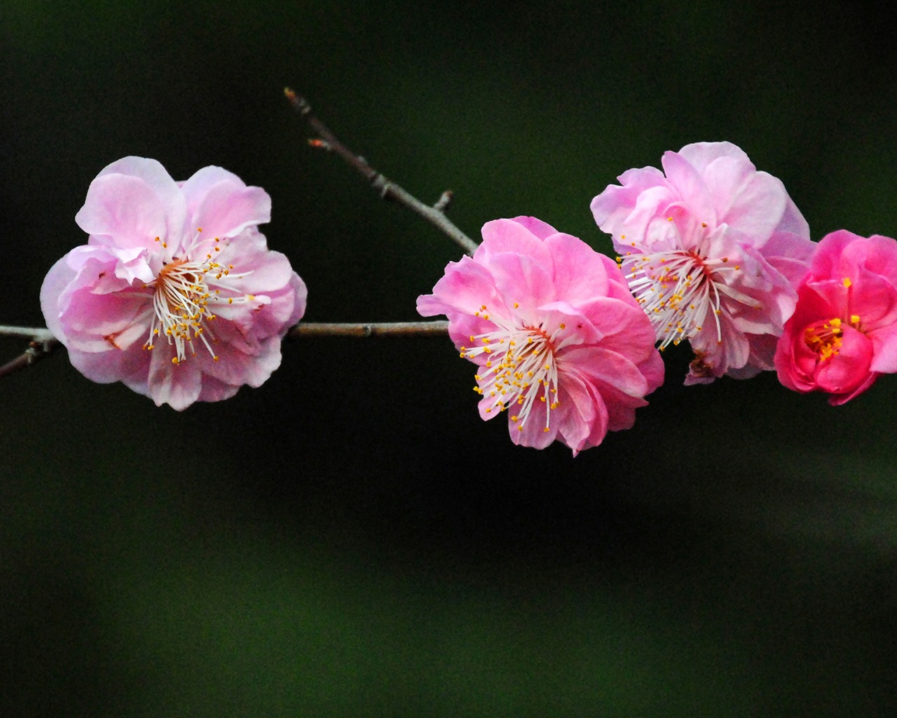 Švestka (Pink 526 záznamů) #19 - 1280x1024