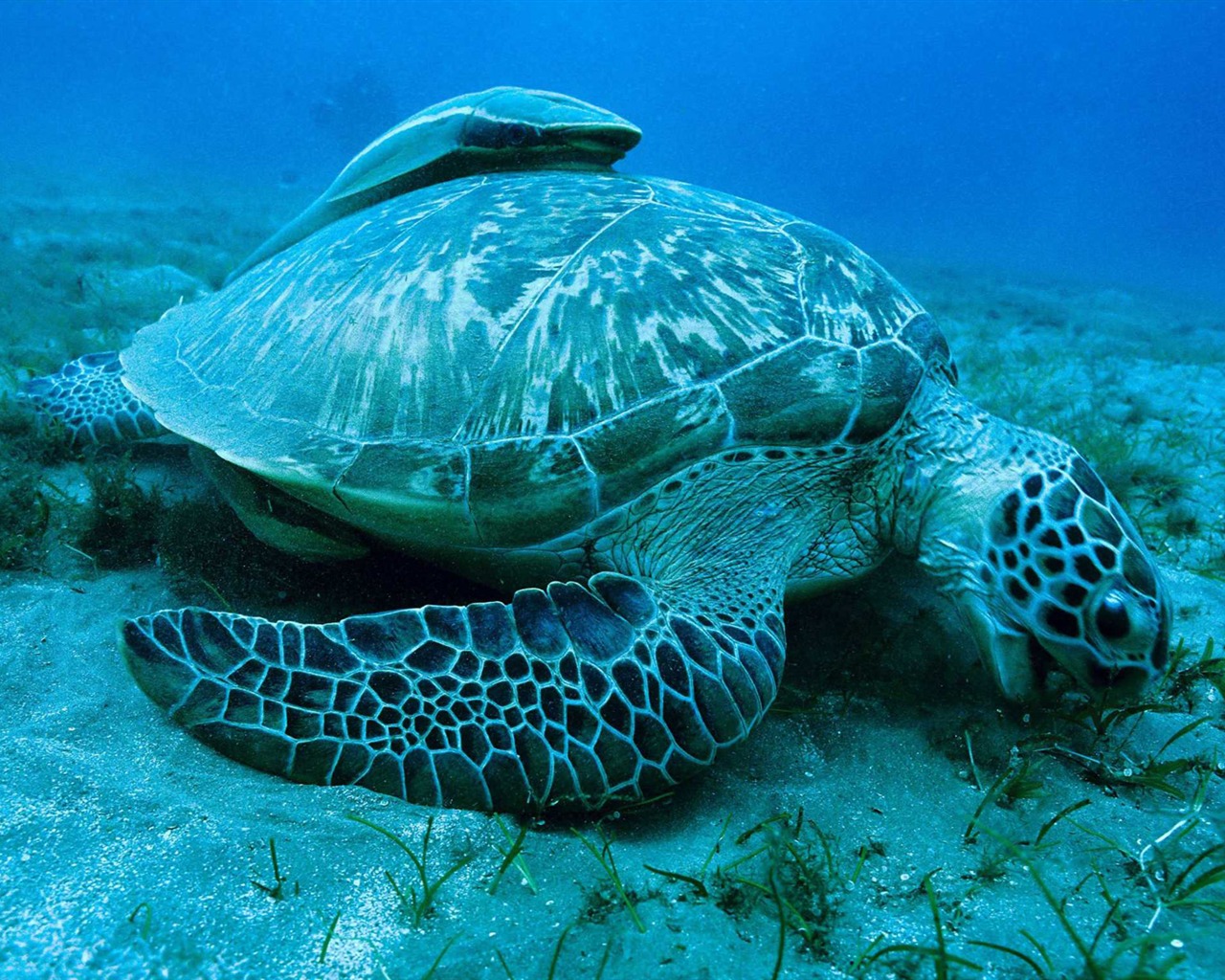 Oceans HD wallpaper #11 - 1280x1024