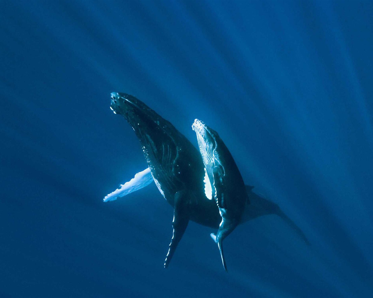 Oceans HD wallpaper #13 - 1280x1024