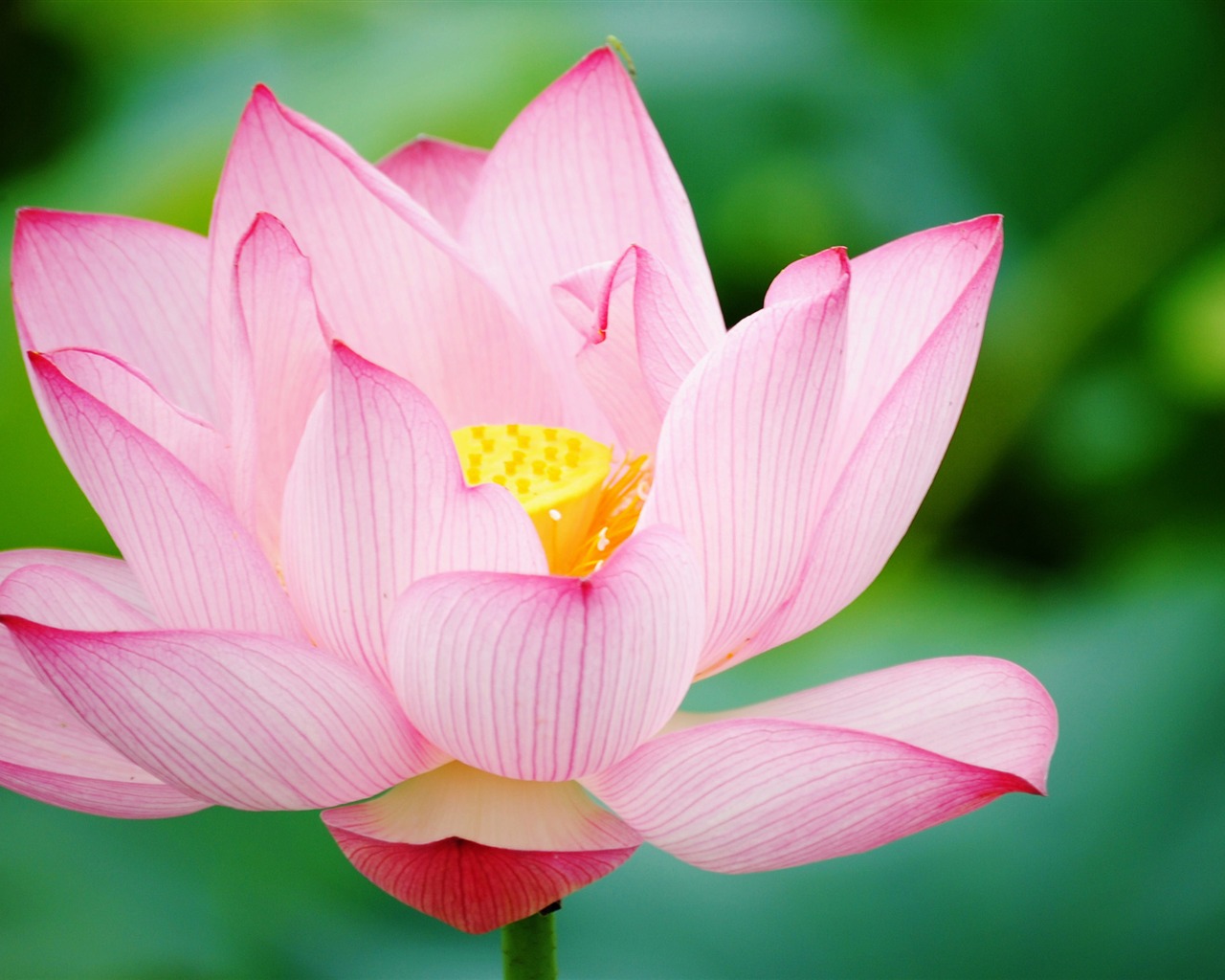Shengruxiahua (Pretty in Pink 526 záznamů) #1 - 1280x1024
