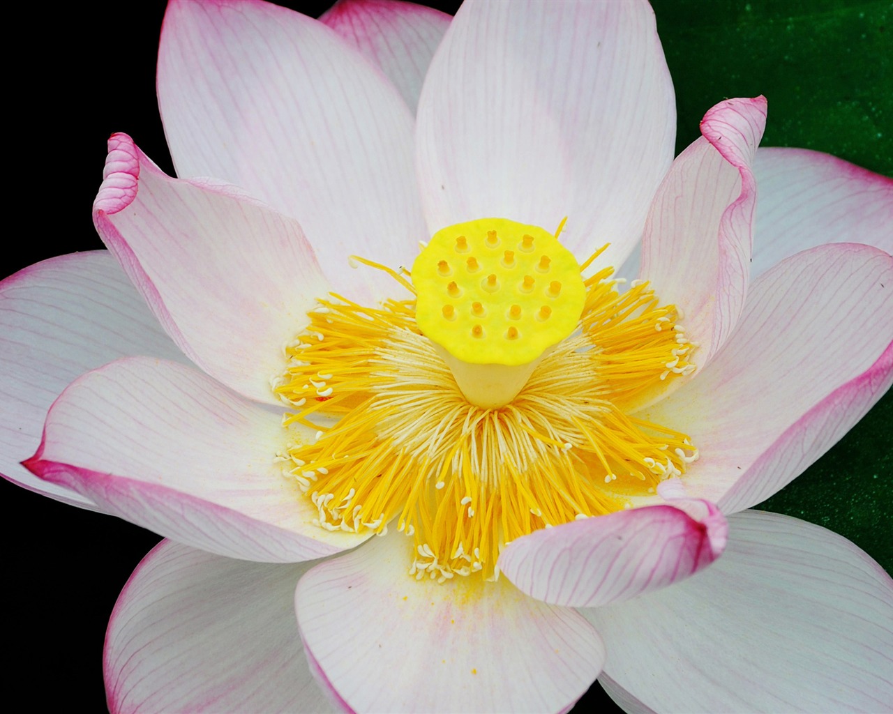 Shengruxiahua (Pretty in Pink 526 záznamů) #3 - 1280x1024