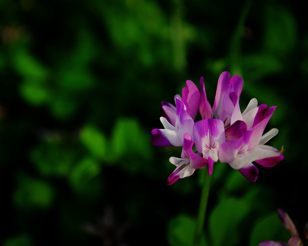 Tyto květiny (Pretty in Pink 526 záznamů) #5 - 1280x1024