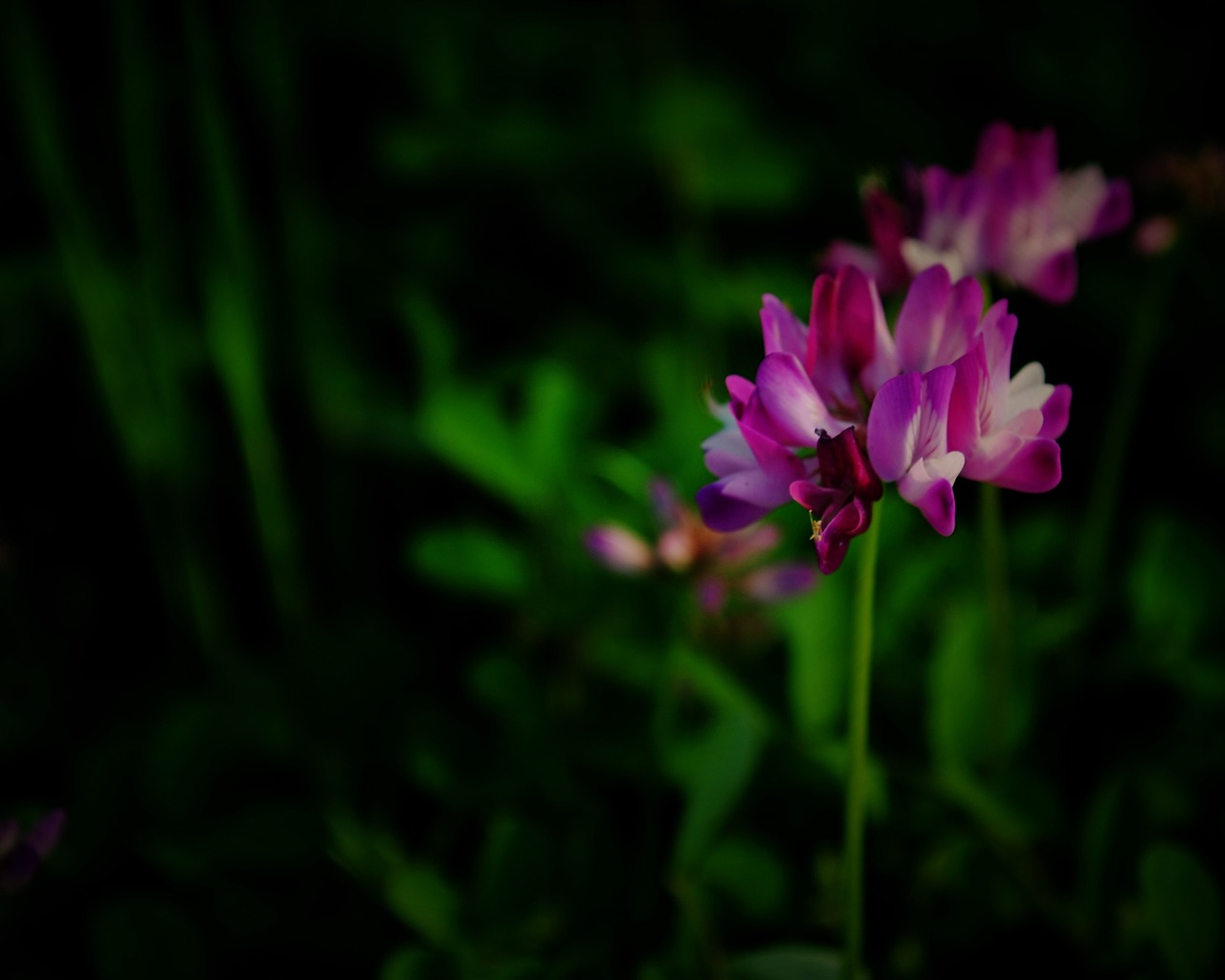 Tyto květiny (Pretty in Pink 526 záznamů) #6 - 1280x1024