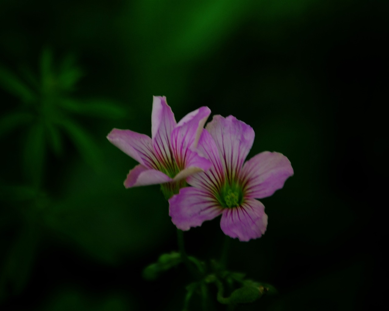 Tyto květiny (Pretty in Pink 526 záznamů) #12 - 1280x1024