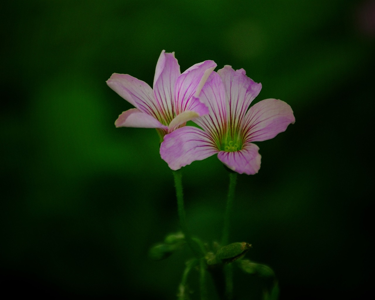 Tyto květiny (Pretty in Pink 526 záznamů) #14 - 1280x1024