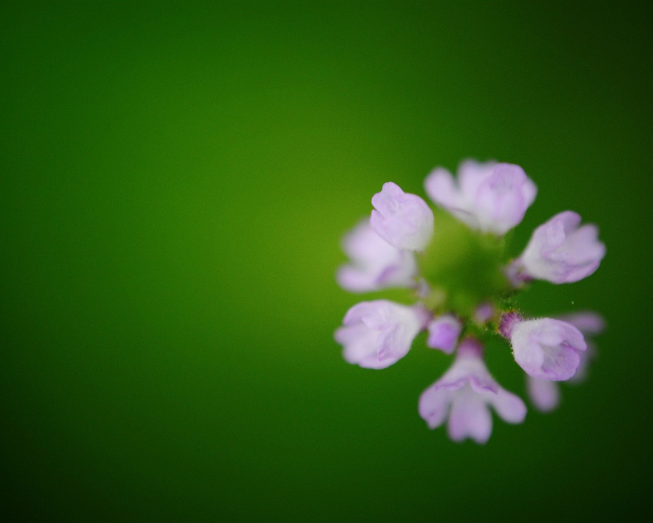 Flowers macro (Pretty in Pink 526 entries) #6 - 1280x1024