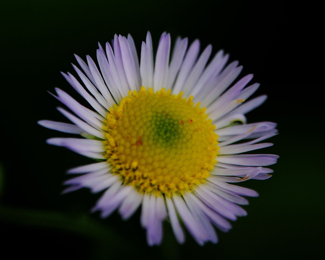 Flowers macro (Pretty in Pink 526 entries) #8 - 1280x1024