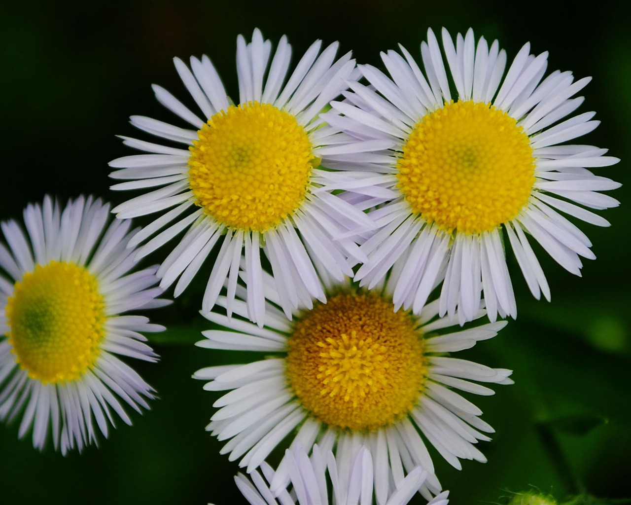 Flowers macro (Pretty in Pink 526 entries) #20 - 1280x1024