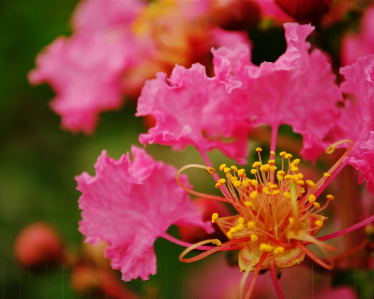Květiny (Pretty in Pink 526 záznamů) #1 - 1280x1024