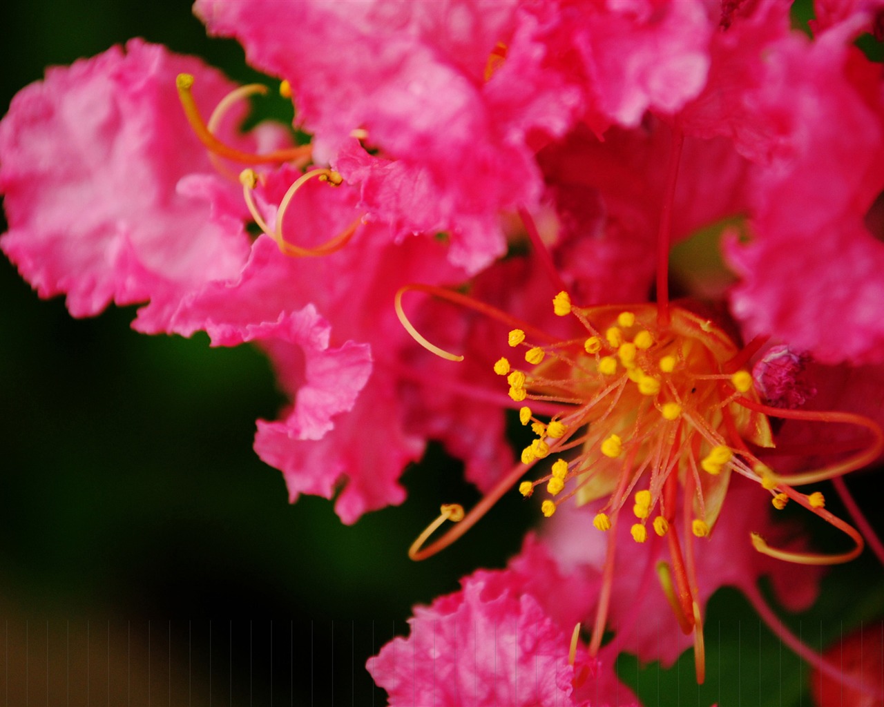 Květiny (Pretty in Pink 526 záznamů) #3 - 1280x1024