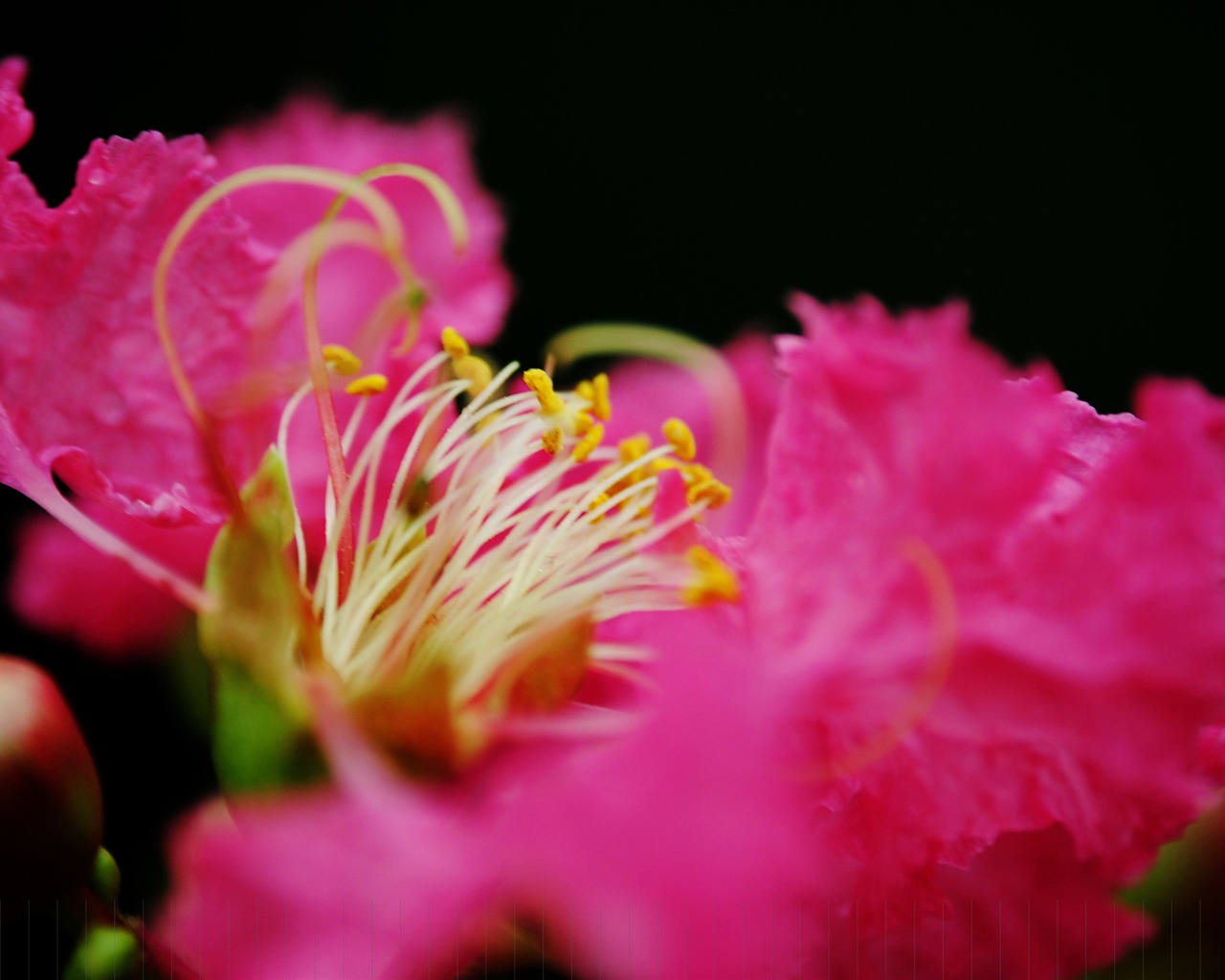 꽃 (핑크빛으로 526 항목) #16 - 1280x1024