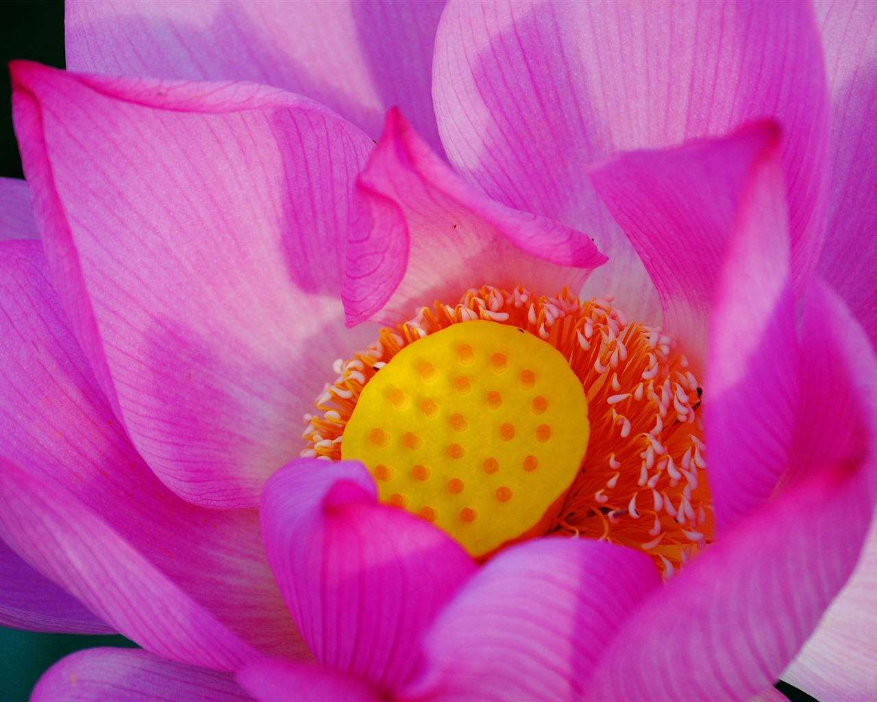 Květiny (Pretty in Pink 526 záznamů) #18 - 1280x1024
