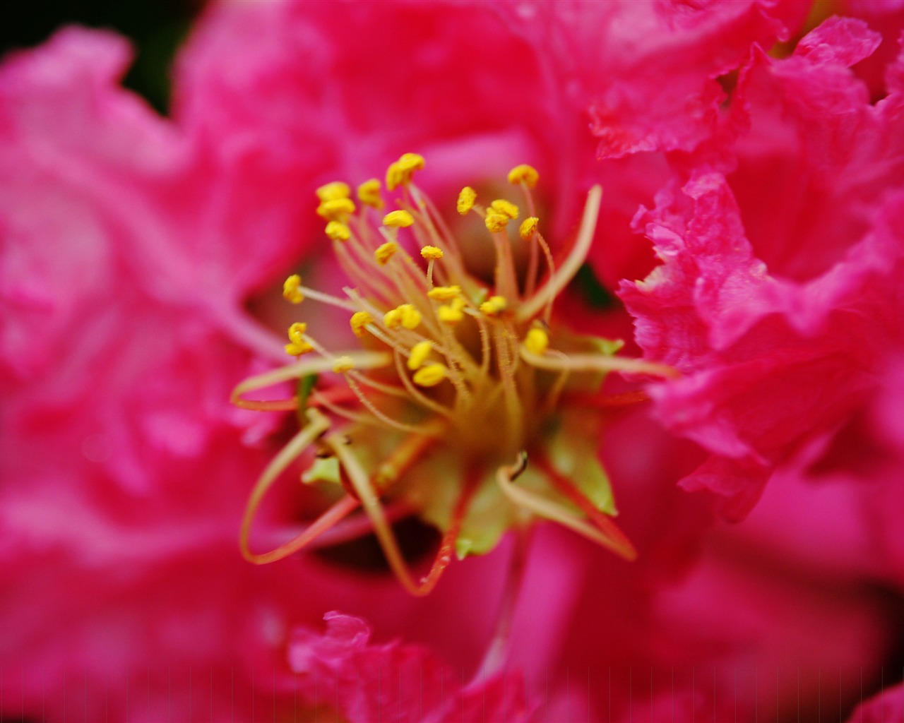Květiny (Pretty in Pink 526 záznamů) #19 - 1280x1024