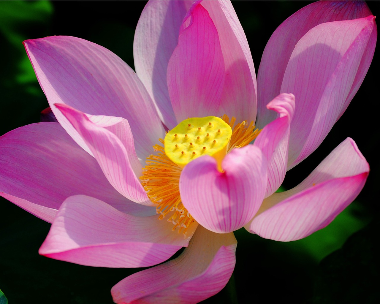 Květiny (Pretty in Pink 526 záznamů) #20 - 1280x1024