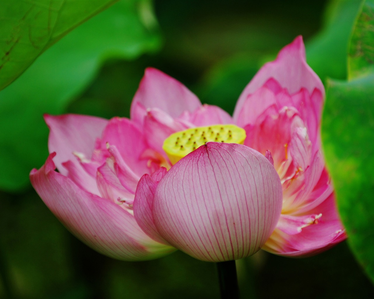 Lotus (Pretty in Pink 526 entries) #2 - 1280x1024