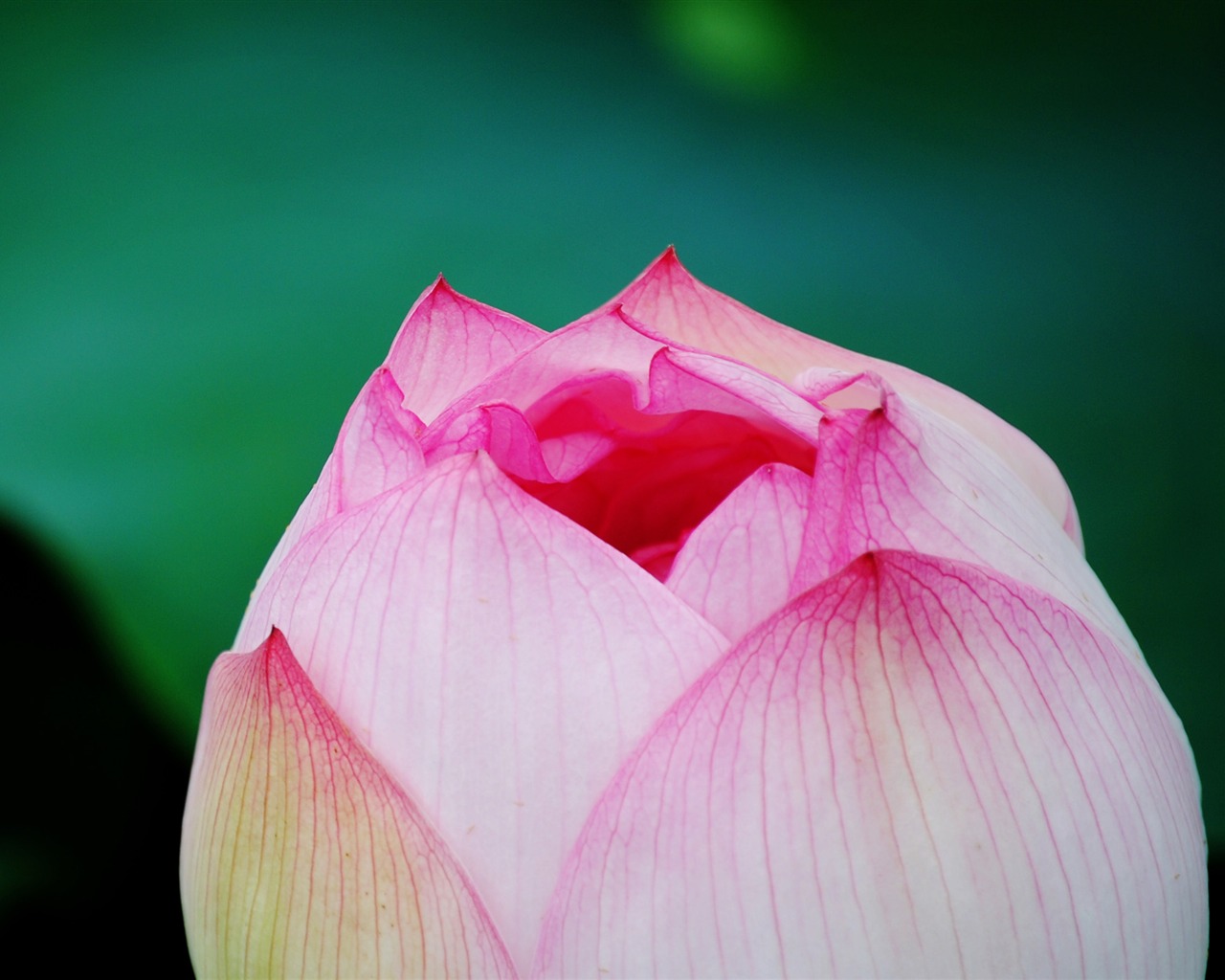Lotus (Pretty in Pink 526 záznamů) #3 - 1280x1024