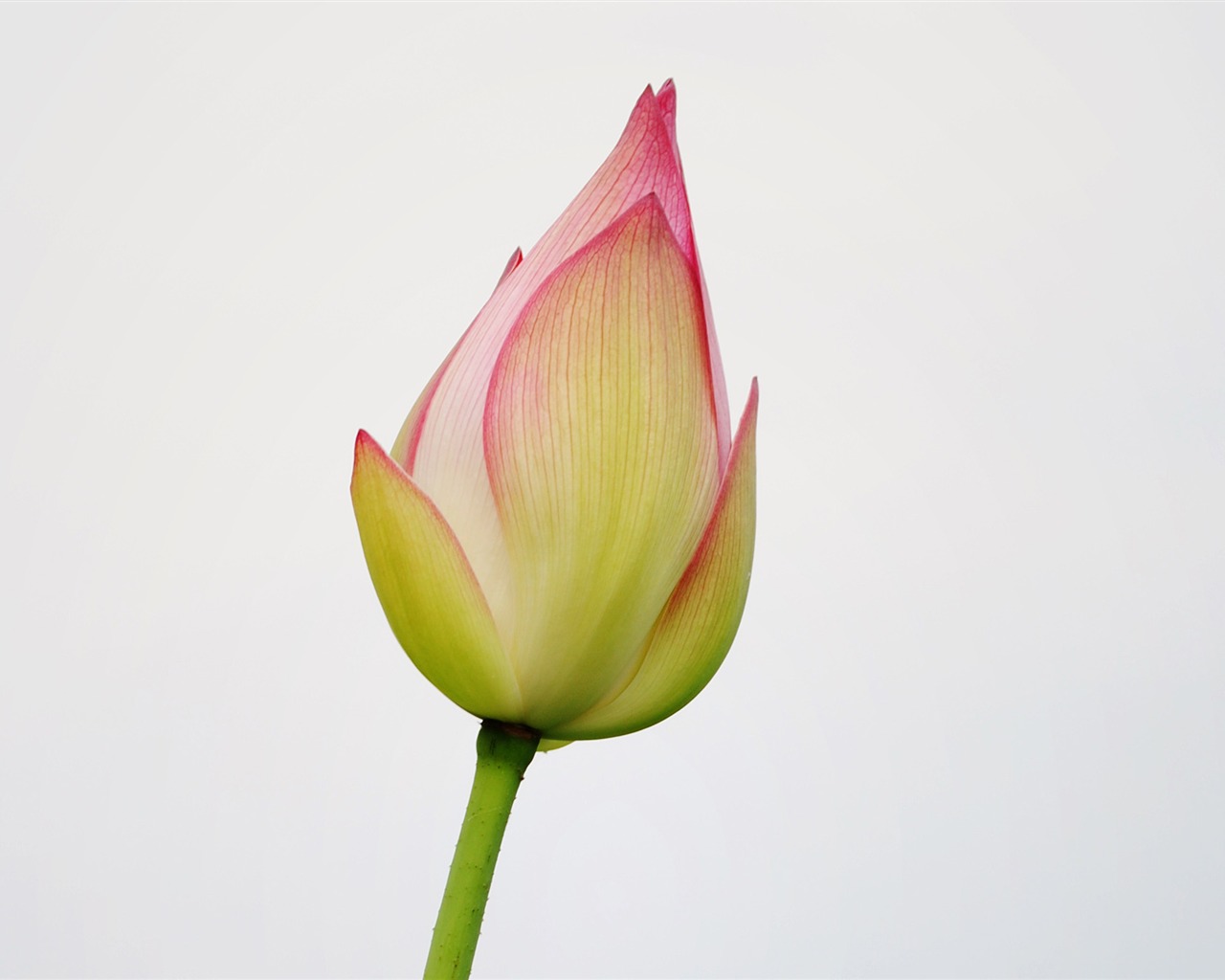 Lotus (Pretty in Pink 526 záznamů) #5 - 1280x1024