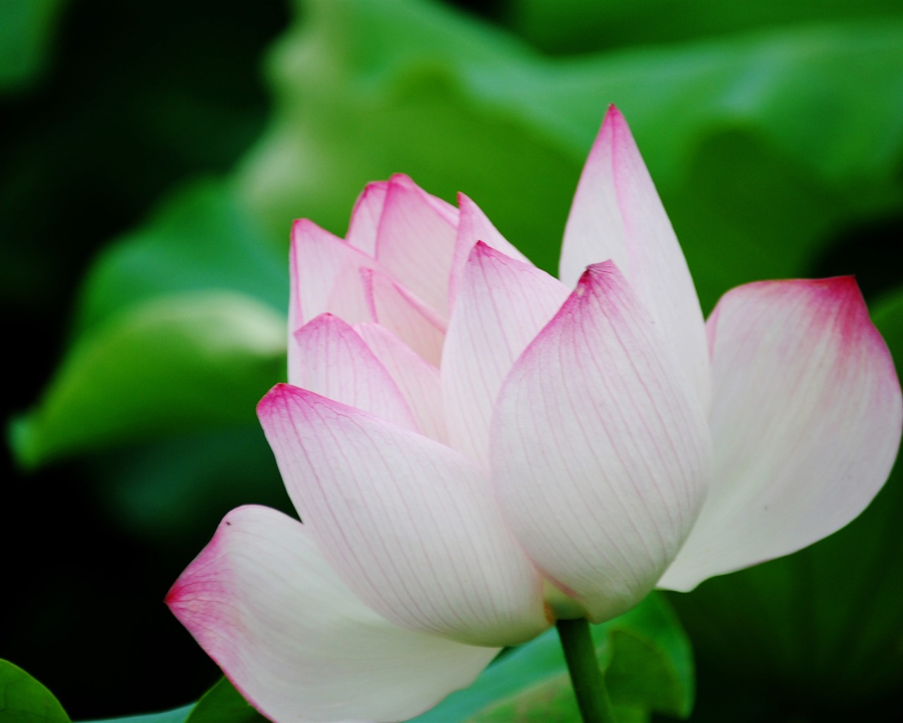 Lotus (Pretty in Pink 526 záznamů) #7 - 1280x1024
