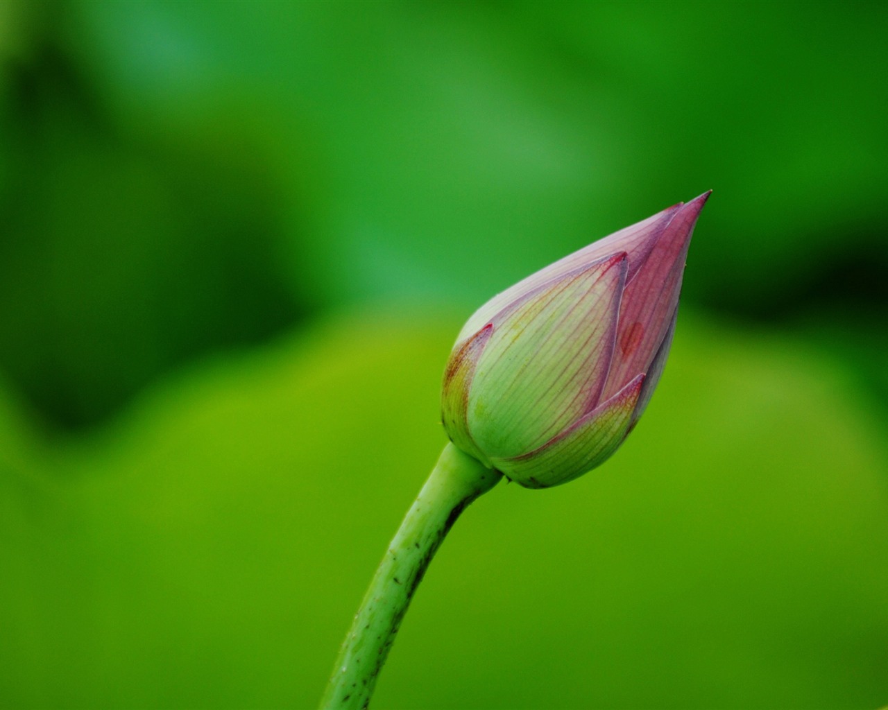 Lotus (Pretty in Pink 526 entries) #10 - 1280x1024