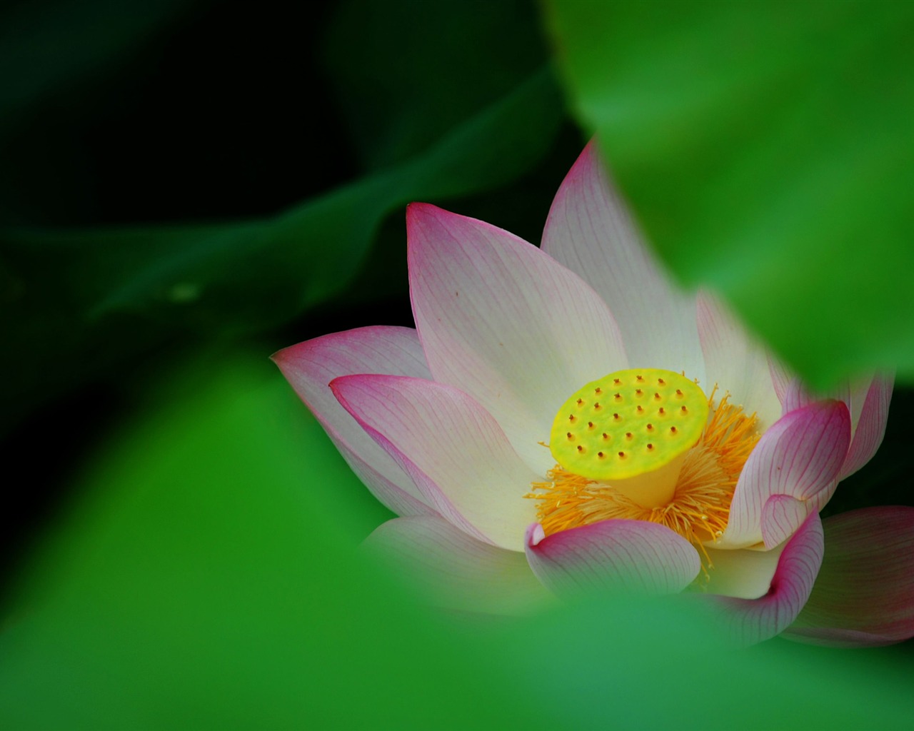 Lotus (Pretty in Pink 526 záznamů) #12 - 1280x1024