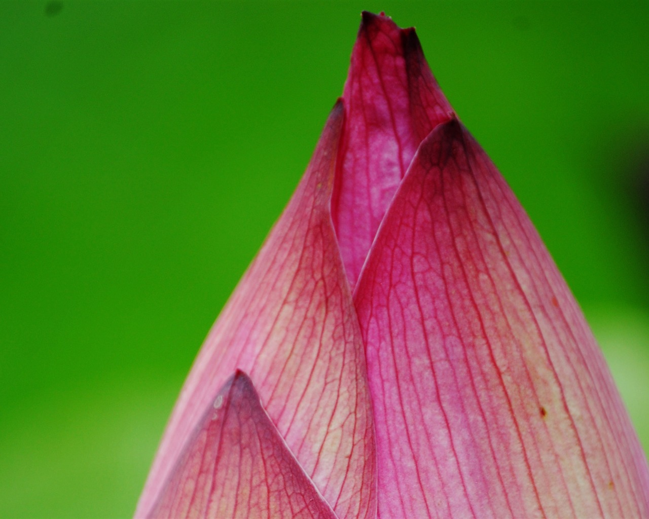 Lotus (Pretty in Pink 526 záznamů) #13 - 1280x1024
