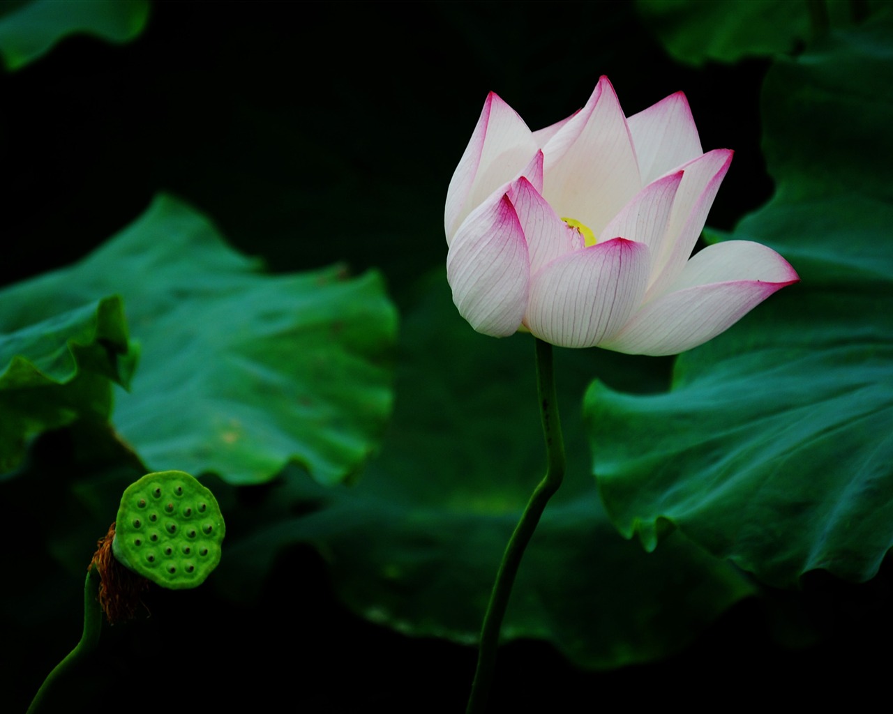 Lotus (Pretty in Pink 526 entries) #15 - 1280x1024