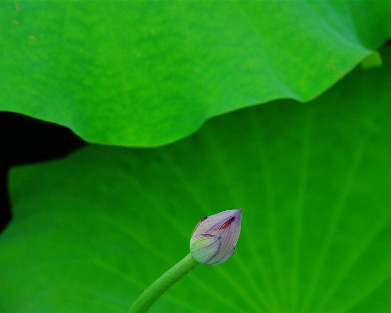 Lotus (Pretty in Pink 526 záznamů) #17 - 1280x1024