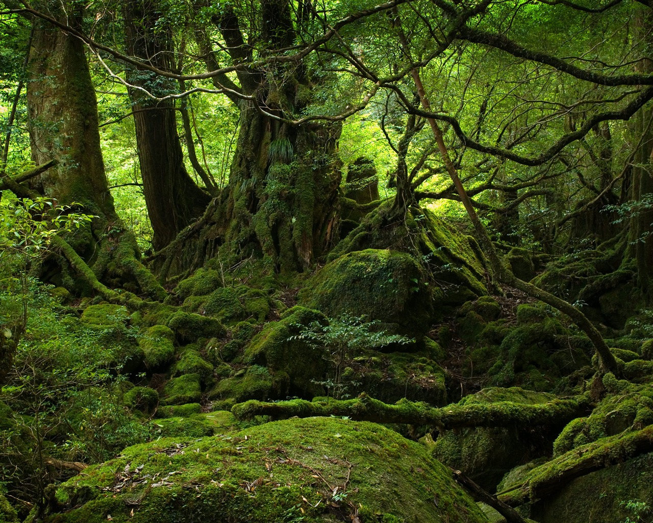 超大风光合集 壁纸(三)13 - 1280x1024