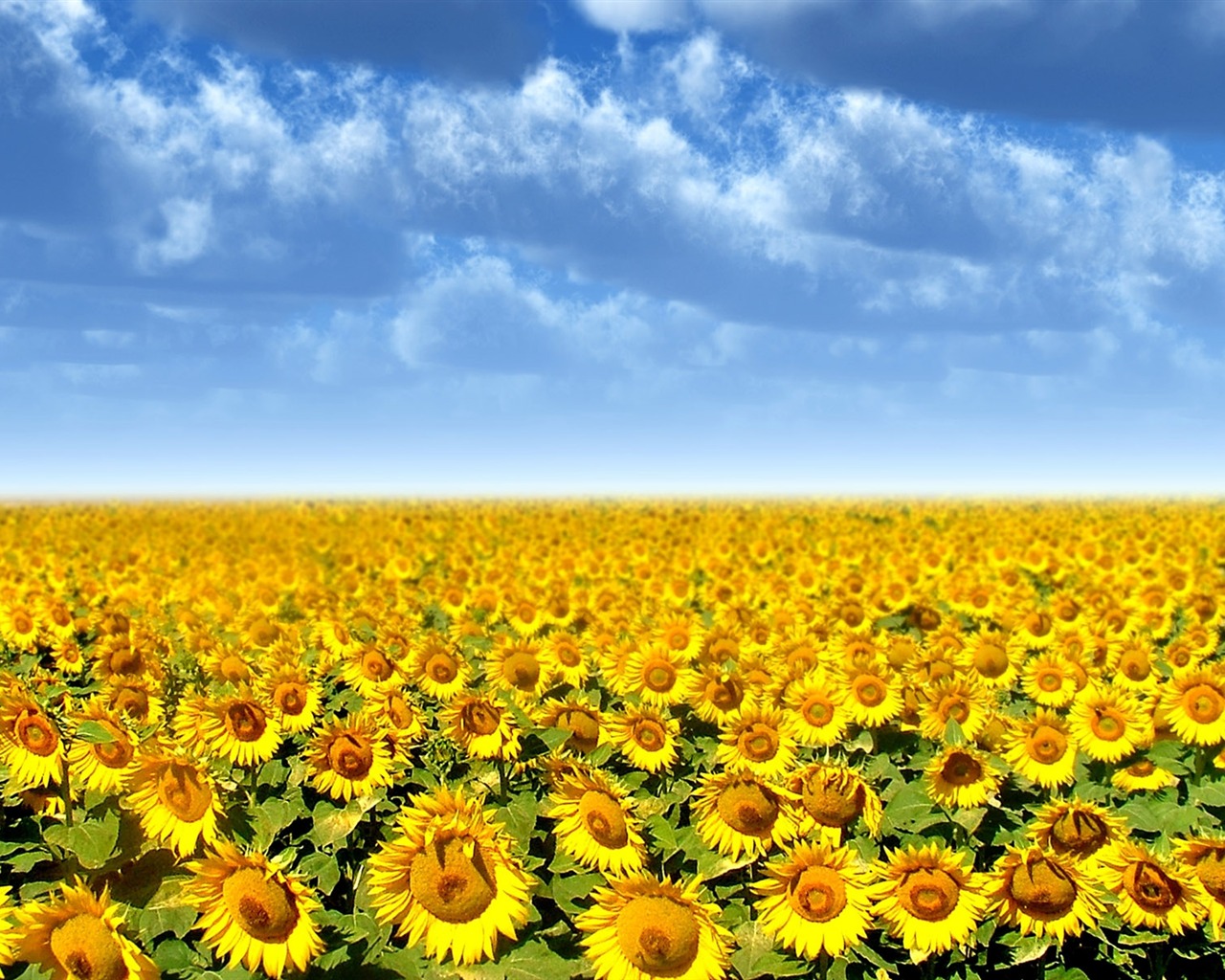 Beautiful sunflower close-up wallpaper (1) #7 - 1280x1024