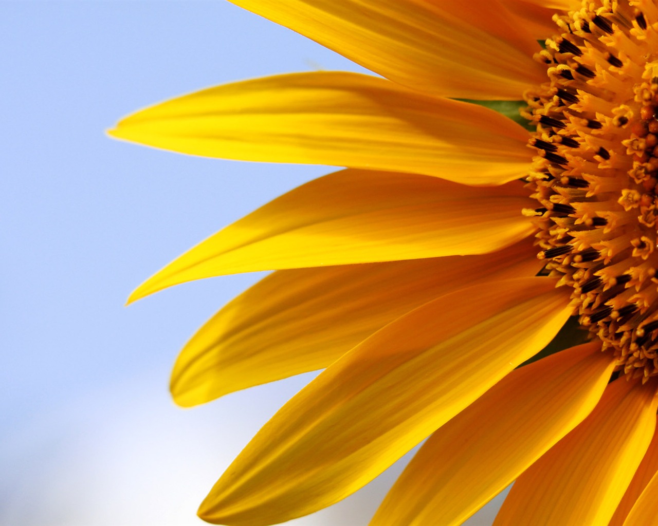 Beau fond d'écran de tournesol close-up (1) #15 - 1280x1024