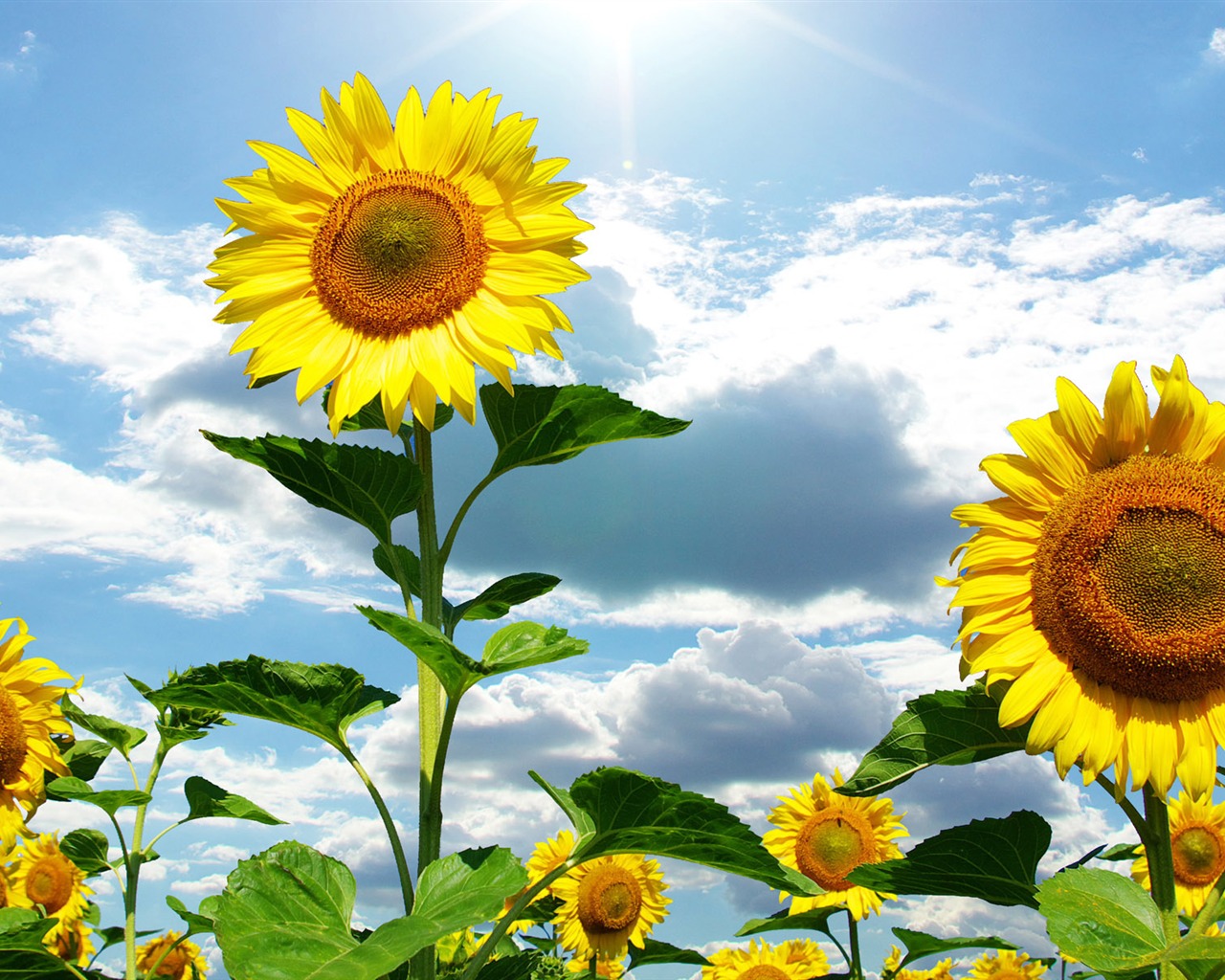 Beautiful sunflower close-up wallpaper (1) #17 - 1280x1024