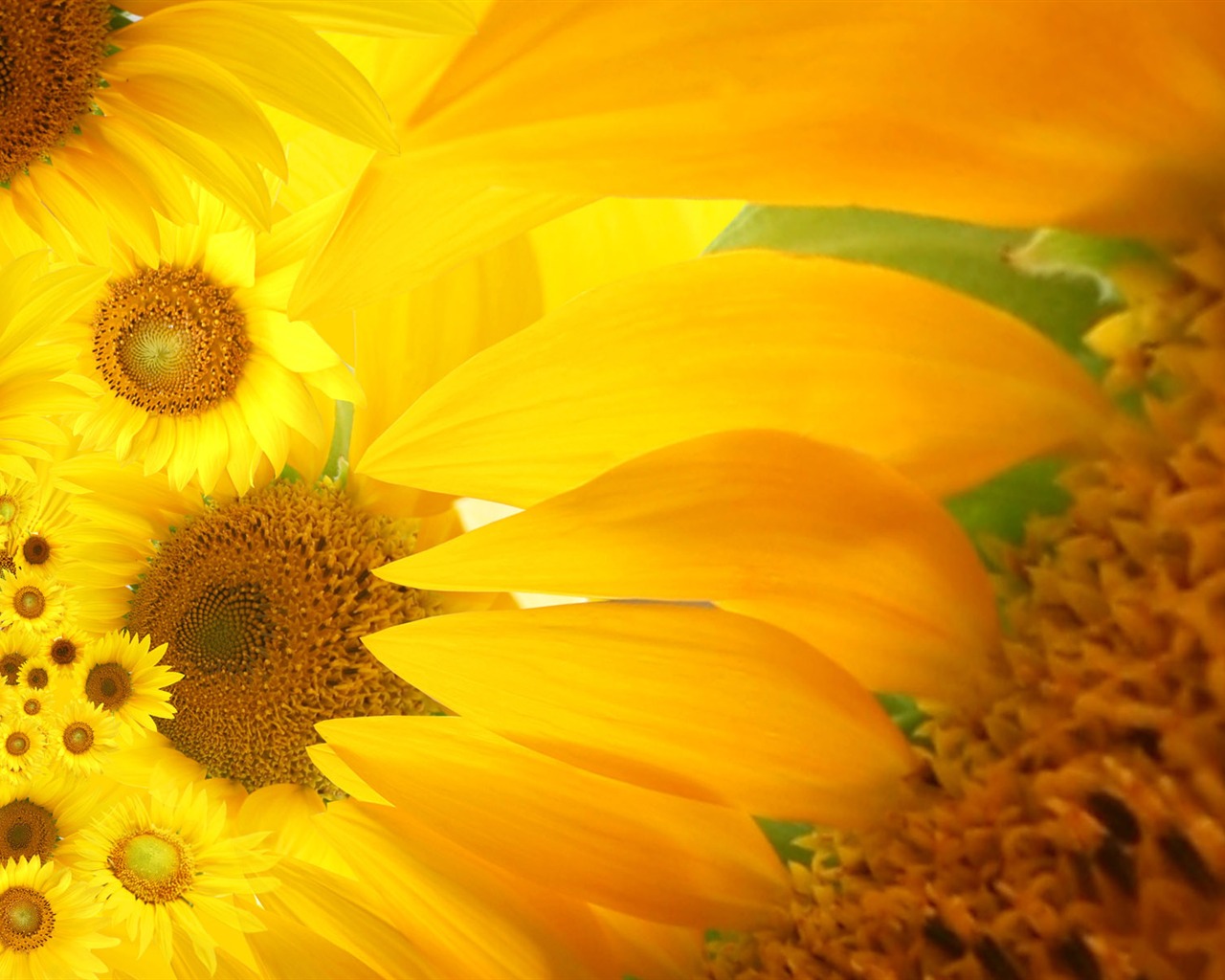 Beautiful sunflower close-up wallpaper (2) #1 - 1280x1024