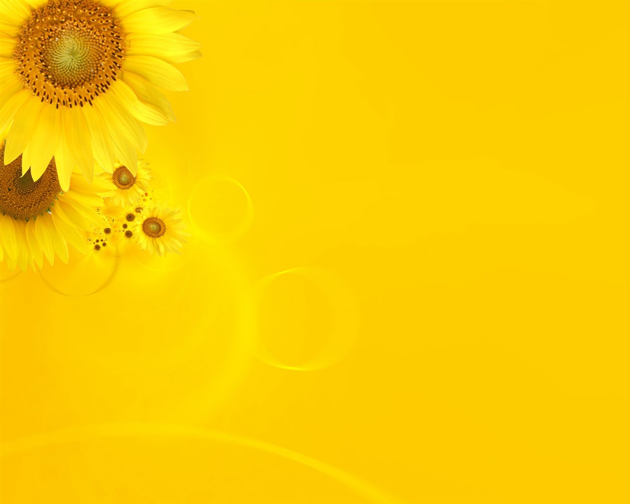 Beautiful sunflower close-up wallpaper (2) #2 - 1280x1024