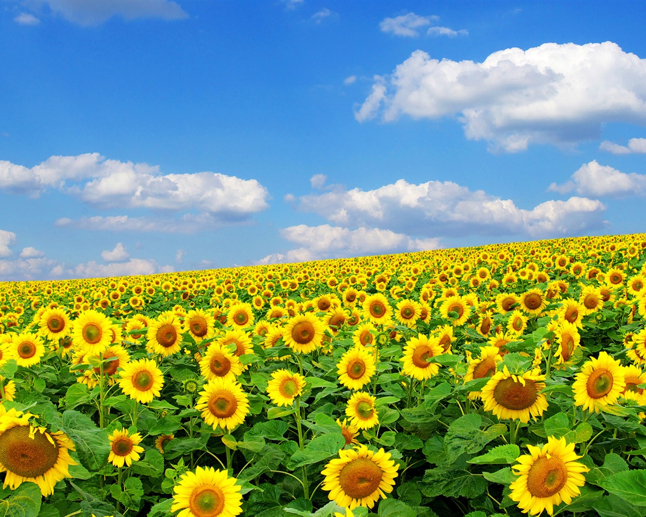 Beautiful sunflower close-up wallpaper (2) #3 - 1280x1024