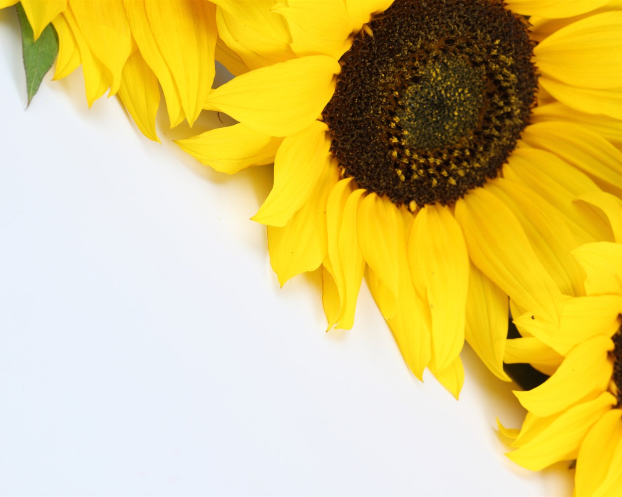 Beautiful sunflower close-up wallpaper (2) #6 - 1280x1024