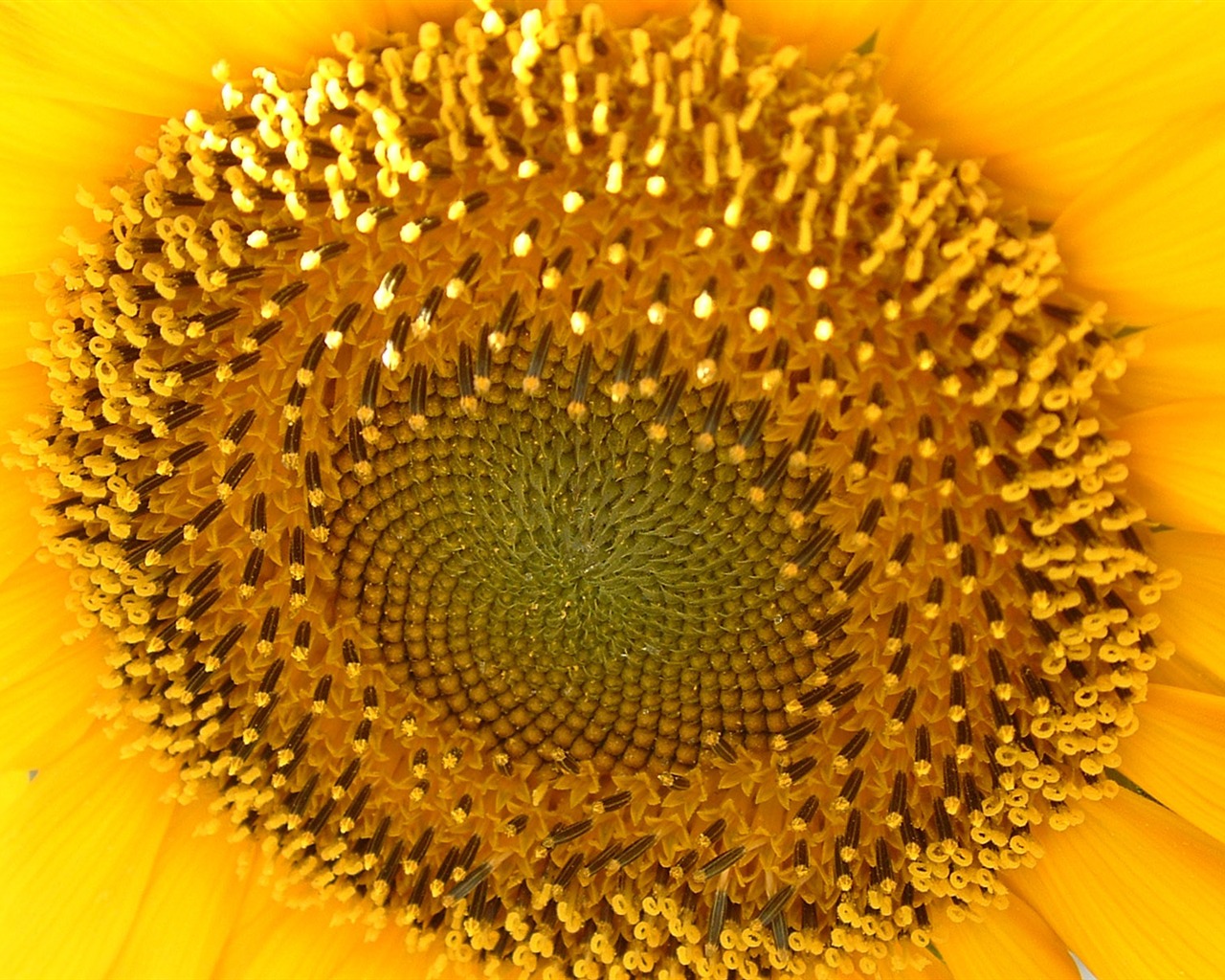Beautiful sunflower close-up wallpaper (2) #7 - 1280x1024