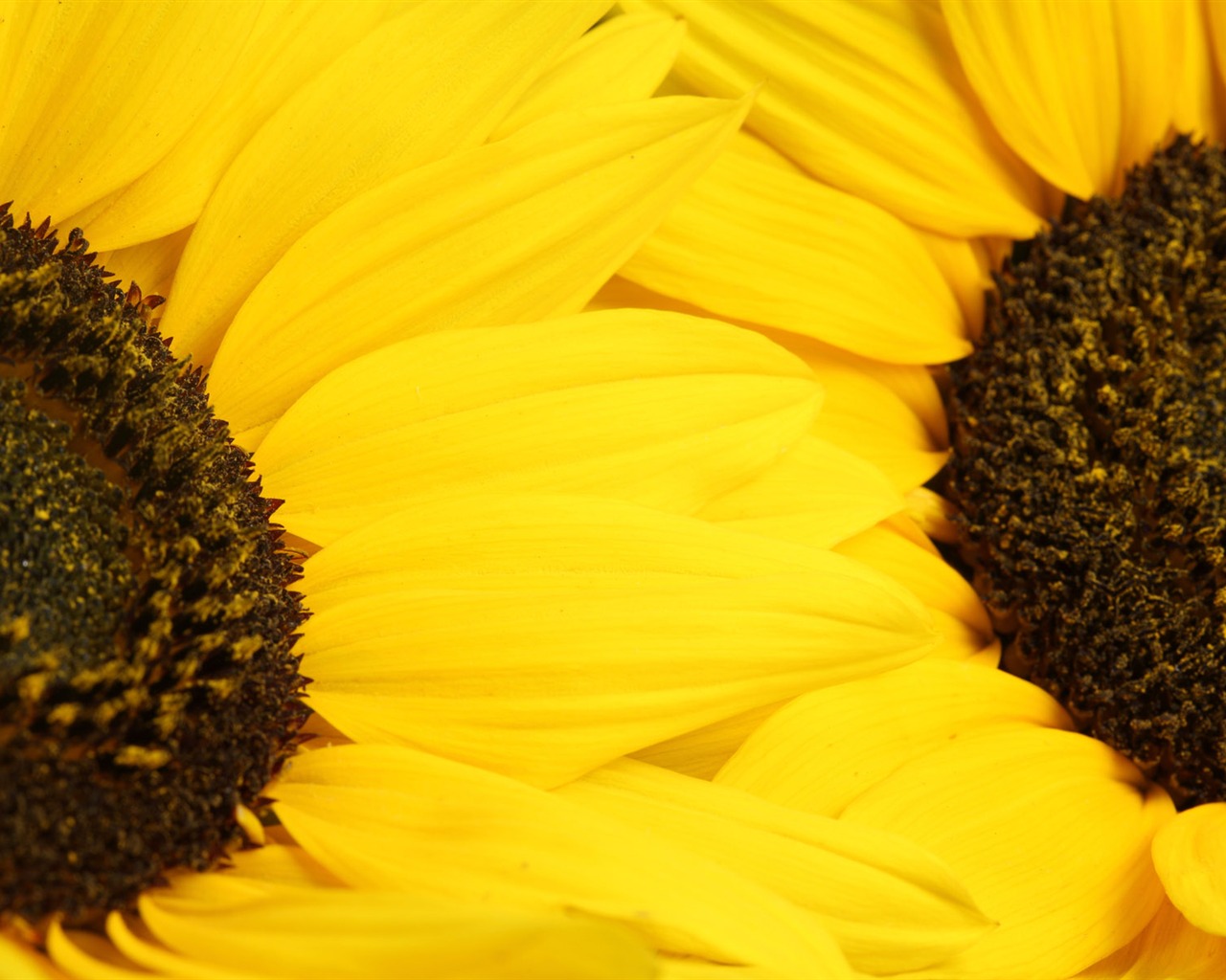 Beautiful sunflower close-up wallpaper (2) #11 - 1280x1024