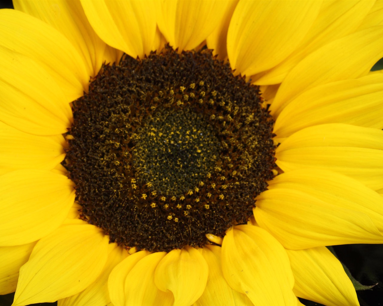 Beautiful sunflower close-up wallpaper (2) #12 - 1280x1024